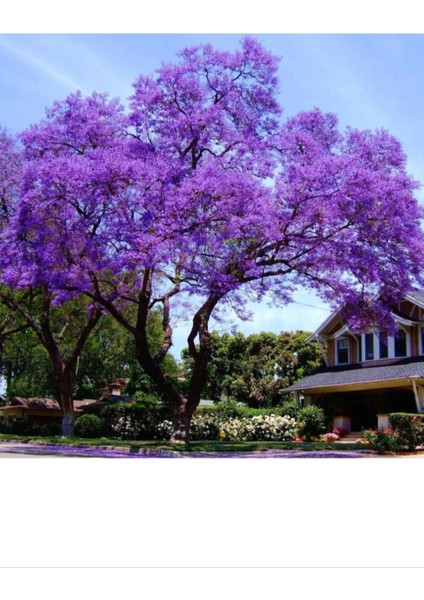 Tüplü Dünyanın En Hızlı Büyüyen Agacı Paulownia Pavlonya Fidanı