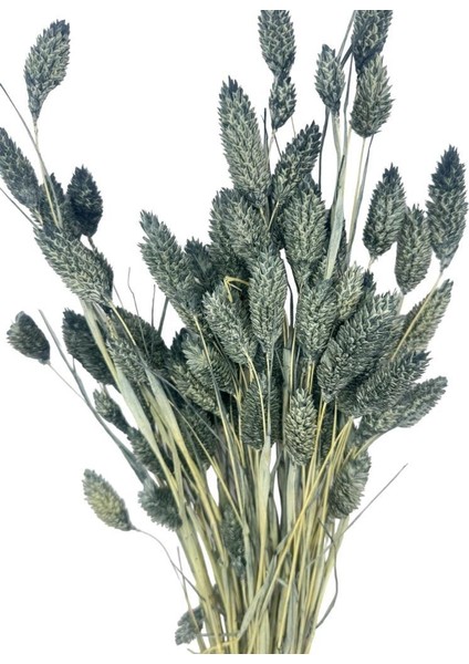 Kuru Çiçek Doğal Kuş Otu Gri Renk 40-50GRAM Şoklanmış Bozulmaz