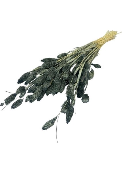 Kuru Çiçek Doğal Kuş Otu Gri Renk 40-50GRAM Şoklanmış Bozulmaz fiyatları