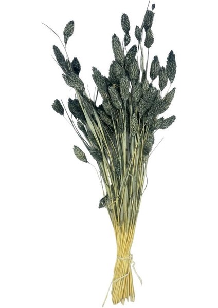 Kuru Çiçek Doğal Kuş Otu Gri Renk 40-50GRAM Şoklanmış Bozulmaz modelleri