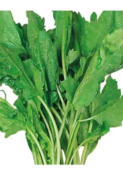 Yerli Tere Tohumu 500 Adet