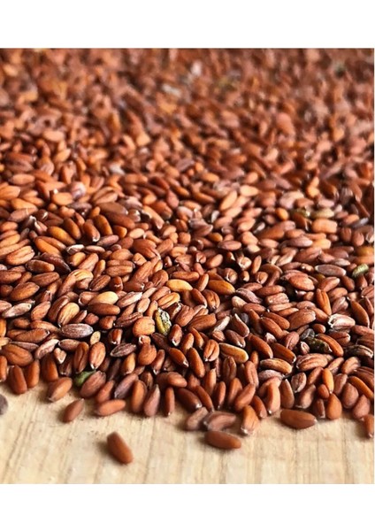 Yerli Tere Tohumu 500 Adet fiyatları