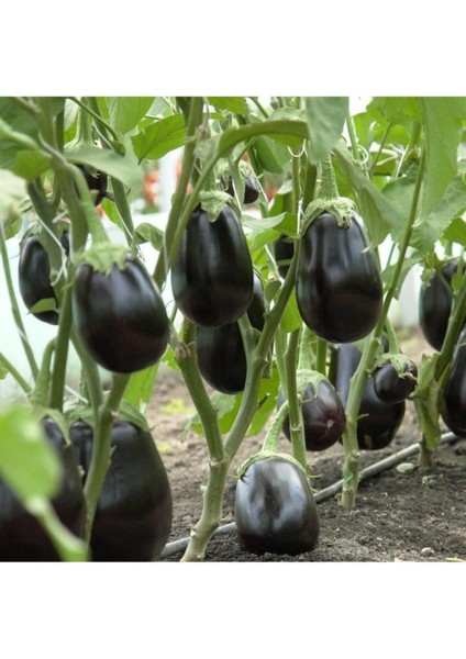 Yerli Bostan Topan Patlıcan Tohumu 100 Adet