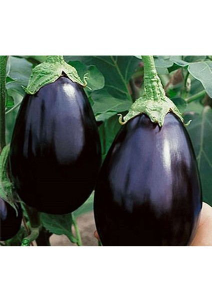 Yerli Bostan Topan Patlıcan Tohumu 100 Adet fiyatları