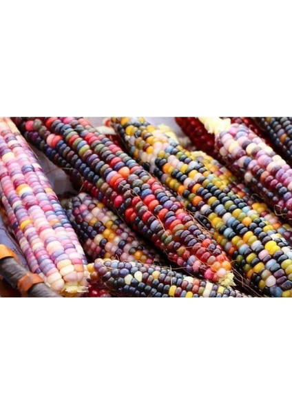 Karışık Süs Mısır Tohumu 10 Adet Tohum