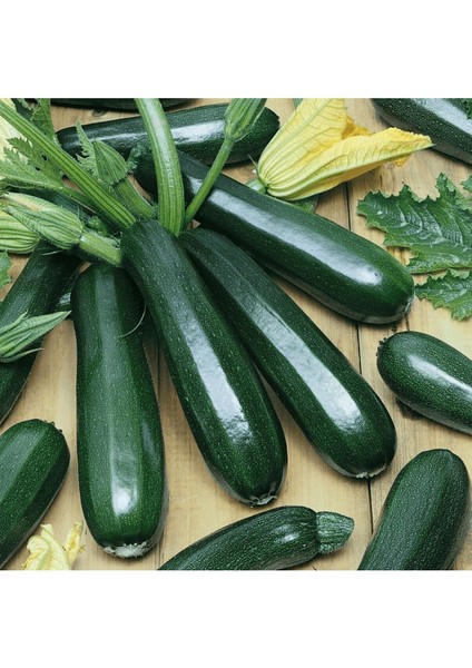 Yerli Siyah Kolsuz Kara Kabak Tohumu 35 Adet fiyatları