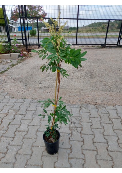 Yavuz Fidancılık Aşılı Longan 6 Yaş 120 cm Üzeri