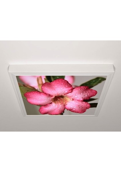 60X60 LED Panel Aydınlatma Armatür Avize Sıva Üstü Desenli Tekli 46510595SU