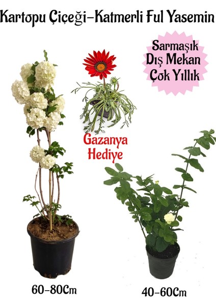 Kartopu Çiçeği 1 Adet+Katmerli Ful Yasemin1 Adet+Kırmızı Gazanya Hediyeli Saksılı Bahçe Seti