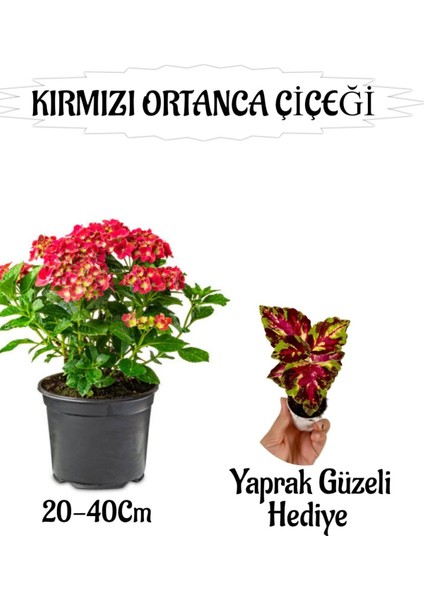 Kırmızı Ortanca Çiçeği 1 Adet Saksılı+ Yaprak Güzeli Çiçeği Hediyeli