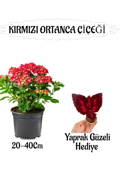 Kırmızı Ortanca Çiçeği 1 Adet Saksılı+ Yaprak Güzeli Çiçeği Hediyeli Bahçe Seti