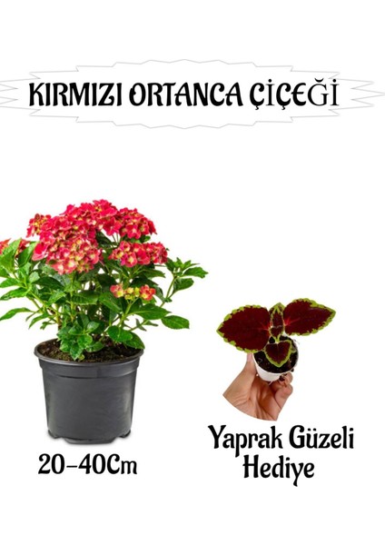 Kırmızı Ortanca Çiçeği 1 Adet Saksılı+ Yaprak Güzeli Çiçeği Hediyeli Bahçe Seti