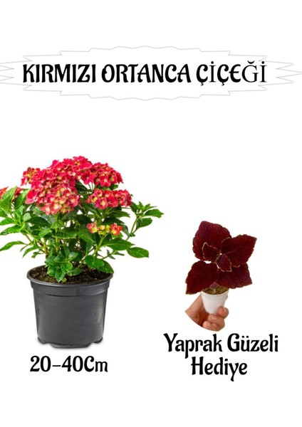 Kırmızı Ortanca Çiçeği 1 Adet Saksılı+ Bordo Yaprak Güzeli Çiçeği Hediyeli Bahçe Seti