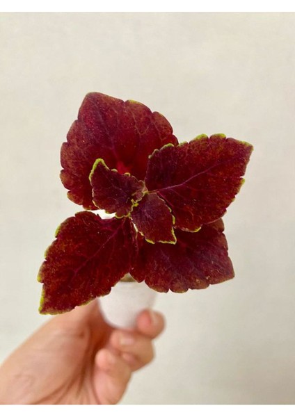 Kırmızı Ortanca Çiçeği 1 Adet Saksılı+ Bordo Yaprak Güzeli Çiçeği Hediyeli Bahçe Seti modelleri