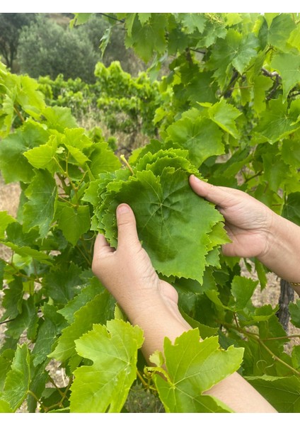 Gustolea Nature Manisa Sultaniye Ilk Hasat Salamura Uç  Asma Yaprağı ( Ince, Damarsız / 2024 Mahsülü) 5 kg