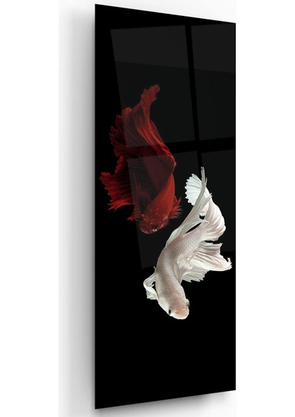 Balıklar Cam Tablo fiyatları