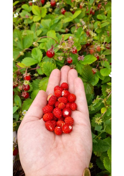 Dağ Çileği Reçeli Katkısız Ev Yapımı 800 gr Mayıs Çileği-Hanifta Reçeli Yeni Mahsul fırsatları