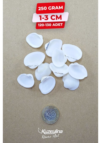 Doğal Deniz Kabuğu 250 Gram 1-3 cm