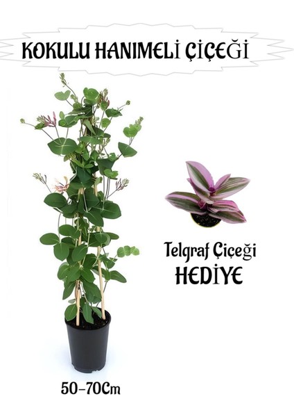 Mis Kokulu Hanımeli Çiçeği 1 Adet+Telgraf Çiçeği Hediye Peyzaj Seti