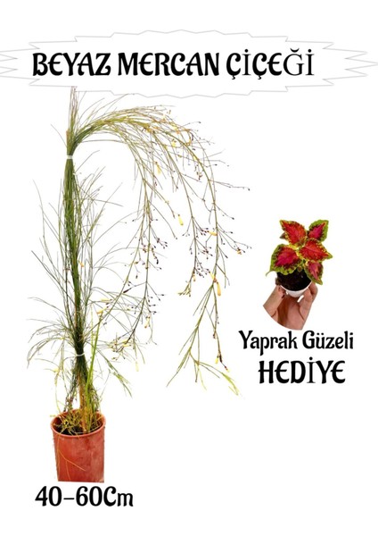 Beyaz Mercan Çiçeği 1 Adet Sakıslı+ Yaprak Güzeli Hediye Bahçe Teras Bitkisi