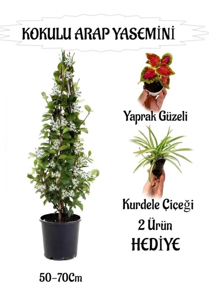 Mis Kokulu Arap Yasemini 1 Adet+Kurdele Çiçeği-Yaprak Güzeli Hediyeli
