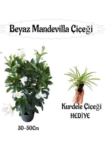 Beyaz Mandevilla Çiçeği 1 Adet Saksılı+Kurdele Çiçeği Hediyeli Peyzaj Seti