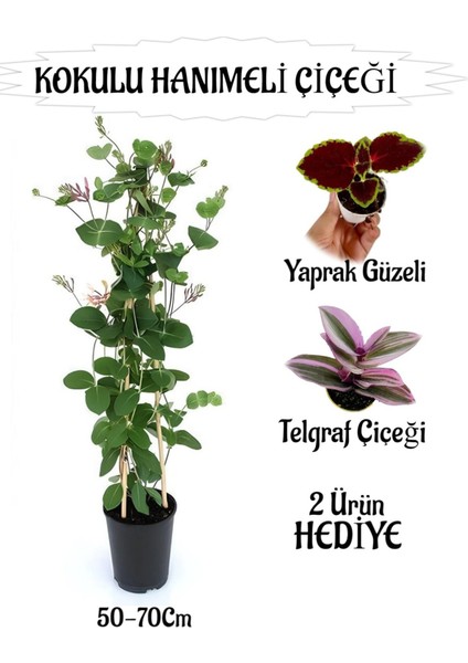 Mis Kokulu Hanımeli Çiçeği 1 Adet+Yaprak Güzeli-Telgraf Çiçekleri Hediye