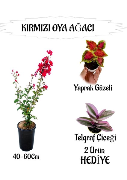 Kırmızı Oya Ağacı Fidanı 1 Adet Saksılı+Yaprak Güzeli-Telgraf Çiçeği Hediyeli