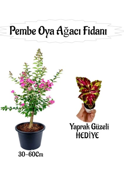 Pembe Oya Ağacı Fidanı 1 Adet Saksılı+Yaprak Güzeli Çiçeği Hediyeli