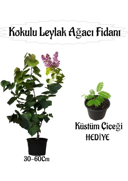 Kokulu Leylak Ağacı Fidanı 1 Adet Saksılı+Küstüm Çiçeği Hediye