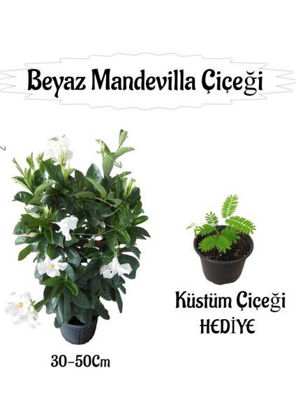 Beyaz Mandevilla Çiçeği 1 Adet Saksılı+Küstüm Çiçeği Hediyeli Peyzaj Seti