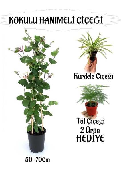 Mis Kokulu Hanımeli Çiçeği 1 Adet+Kurdele-Telgraf Çiçekleri Hediye