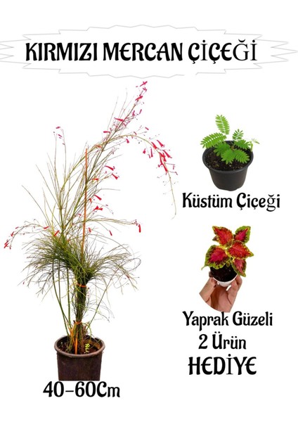 Kırmızı Mercan Çiçeği 1 Adet Sakıslı+Yaprak Güzeli-Kurdele Çiçeği Hediye Teras Bitkisi
