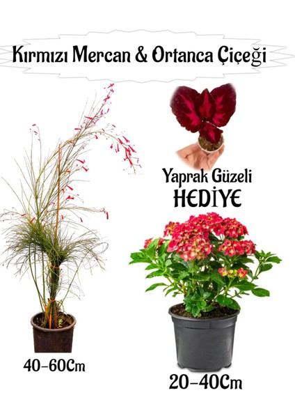 Kırmızı Mercan Çiçeği 1 Adet+Kırmızı Ortan Çiçeği 1 Adet Sakıslı+Yaprak Güzeli Hediye Teras Bitkisi