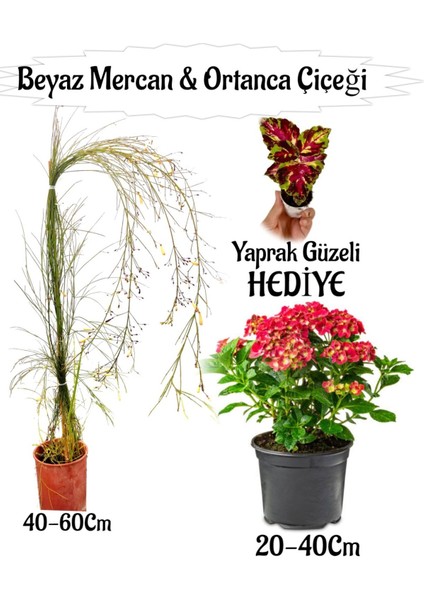 Beyaz Mercan Çiçeği 1 Adet+Kırmızı Ortan Çiçeği 1 Adet Sakıslı+Yaprak Güzeli Hediye