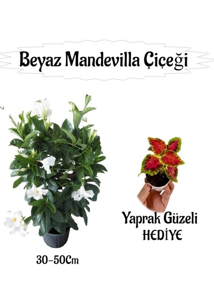 Beyaz Mandevilla Çiçeği 1 Adet Saksılı+Yaprak Güzeli Hediyeli Peyzaj Seti