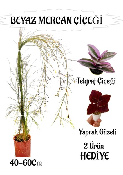 Beyaz Mercan Çiçeği 1 Adet Sakıslı+Yaprak Güzeli-Telgraf Çiçeği Hediye Balkon Bitkisi