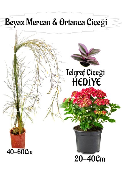 Beyaz Mercan Çiçeği 1 Adet+Kırmızı Ortan Çiçeği 1 Adet Sakıslı+Telgraf Çiçeği Hediye