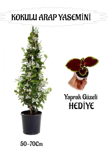 Mis Kokulu Arap Yasemini 1 Adet+Yaprak Güzeli Hediyeli Peyzaj Seti