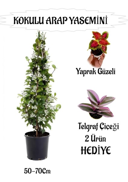 Mis Kokulu Arap Yasemini 1 Adet+Telgraf Çiçeği-Yaprak Güzeli Hediyeli