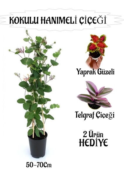 Mis Kokulu Hanımeli Çiçeği 1 Adet+Yaprak Güzeli-Telgraf Çiçekleri Hediye