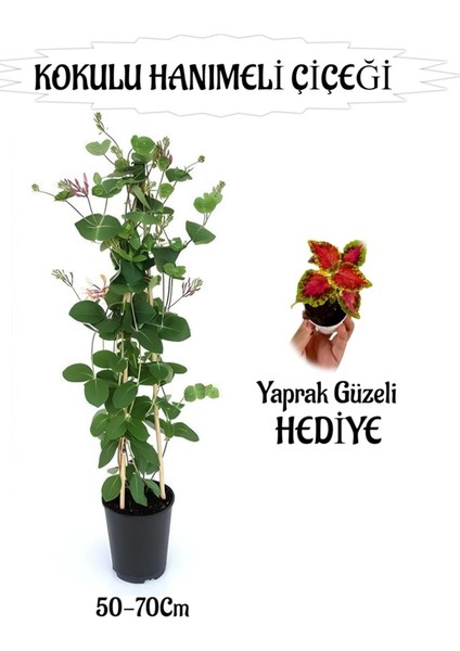 Mis Kokulu Hanımeli Çiçeği 1 Adet+Kırmızı Yeşil Yaprak Güzeli Hediye Peyzaj Seti