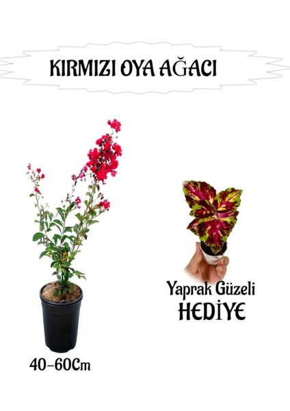 Kırmızı Oya Ağacı Fidanı 1 Adet Saksılı+Yaprak Güzeli Hediyeli Bahçe Bitkisi