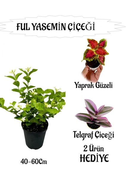 Mis Kokulu Ful Yasemin 1 Adet+Telgraf Çiçeği-Yaprak Güzeli Hediyeli