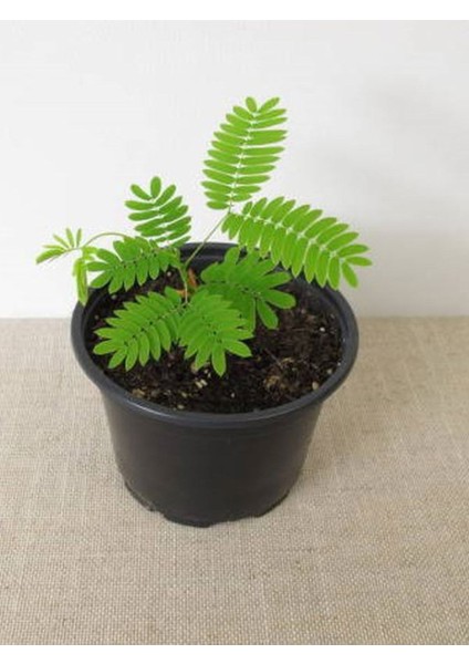 Mis Kokulu Ful Yasemin 1 Adet+Telgraf Çiçeği-Yaprak Güzeli Hediyeli fırsatları