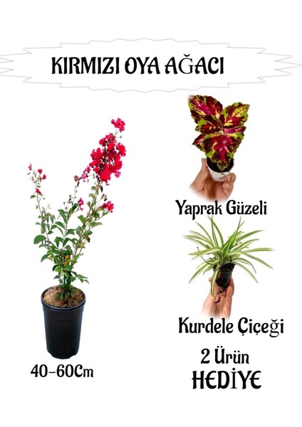 Kırmızı Oya Ağacı Fidanı 1 Adet Saksılı+Yaprak Güzeli-Kurdele Çiçeği Hediyeli