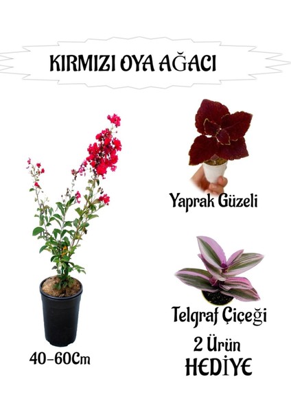 Kırmızı Oya Ağacı Fidanı 1 Adet Saksılı+Yaprak Güzeli-Telgraf Çiçeği Hediyeli