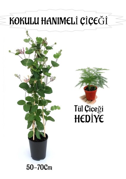 Mis Kokulu Hanımeli Çiçeği 1 Adet+Tül Kuşkonmaz Çiçeği Hediye Peyzaj Seti