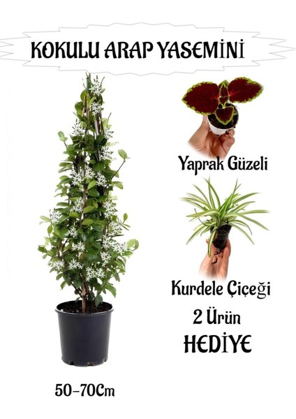 Mis Kokulu Arap Yasemini 1 Adet+Kurdele Çiçeği-Yaprak Güzeli Hediyeli