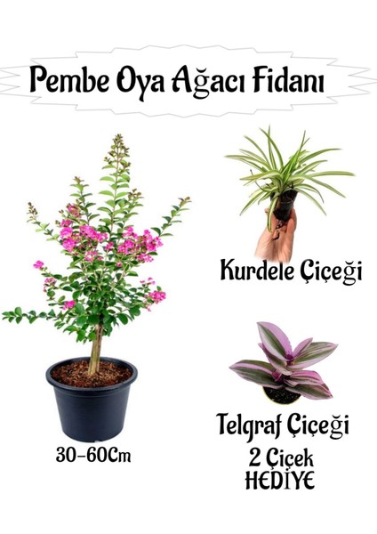 Pembe Oya Ağacı Fidanı 1 Adet Saksılı+Telgraf Çiçeği-Kurdele Çiçeği Hediyeli